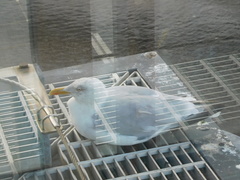 Larus argentatus