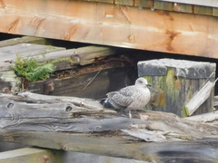 Larus argentatus