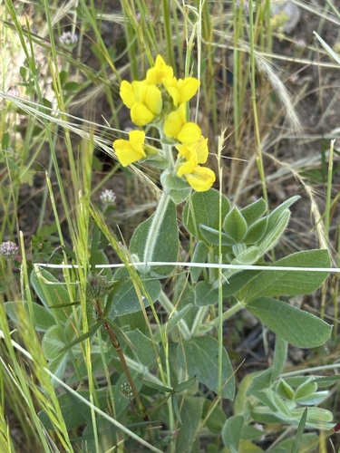 Image of Thermopsis californica by (c) Barbara Banfield, some rights reserved (CC BY)