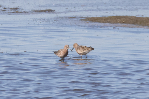 Correlimos zarapitín (Calidris ferruginea)