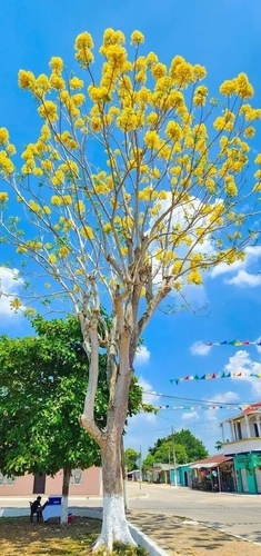 Image of Roseodendron donnell by (c) Rosalinda Melendrez, some rights reserved (CC BY)