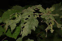 Erysiphe heraclei