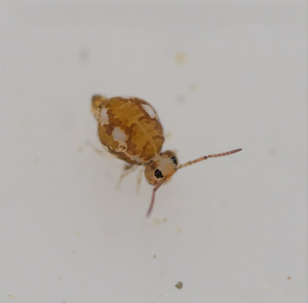 Bourletiella juanitae