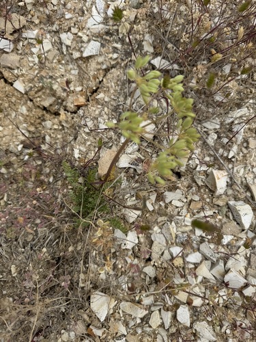 Bentonite Desertparsley (Lomatium bentonitum)