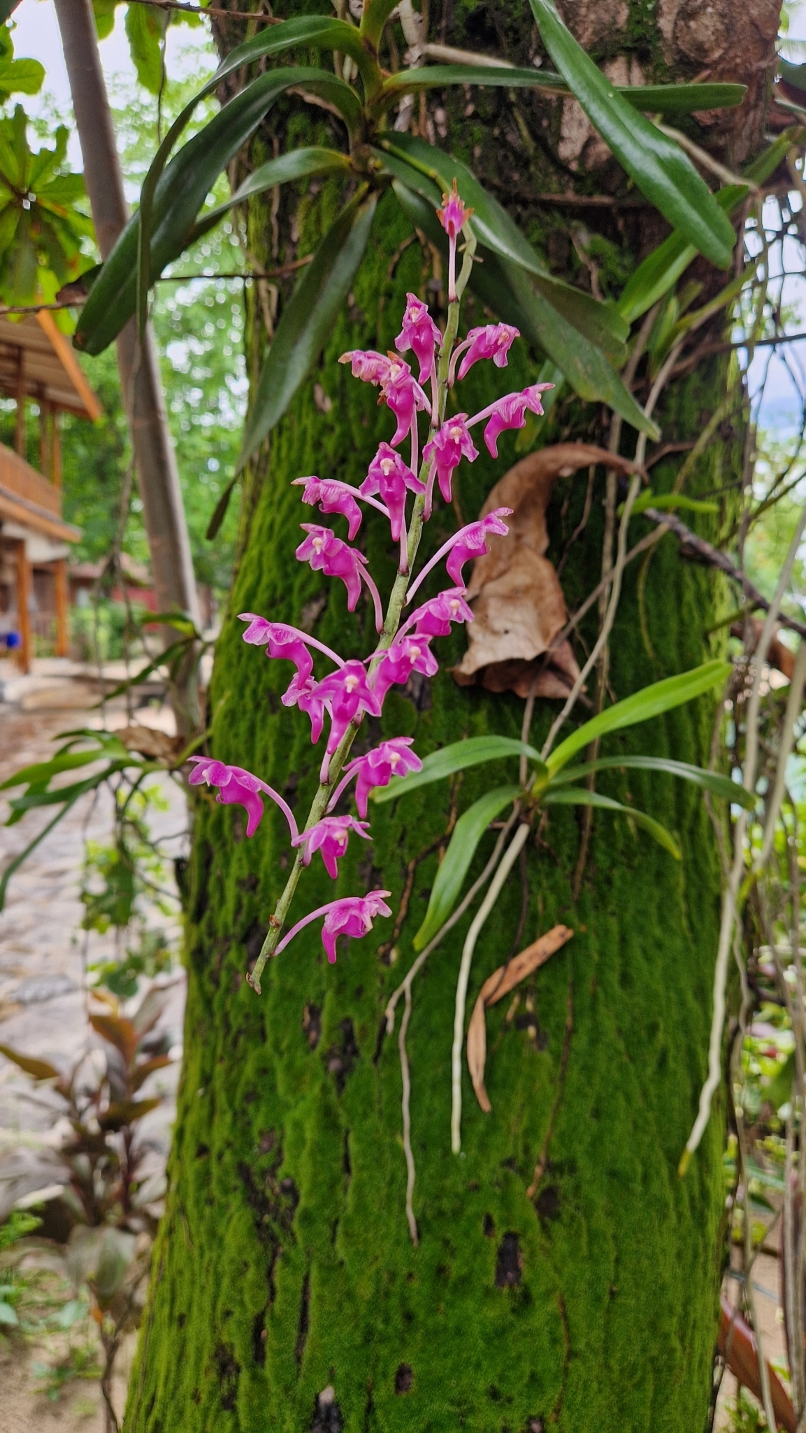 Aerides thibautiana Rchb.f.