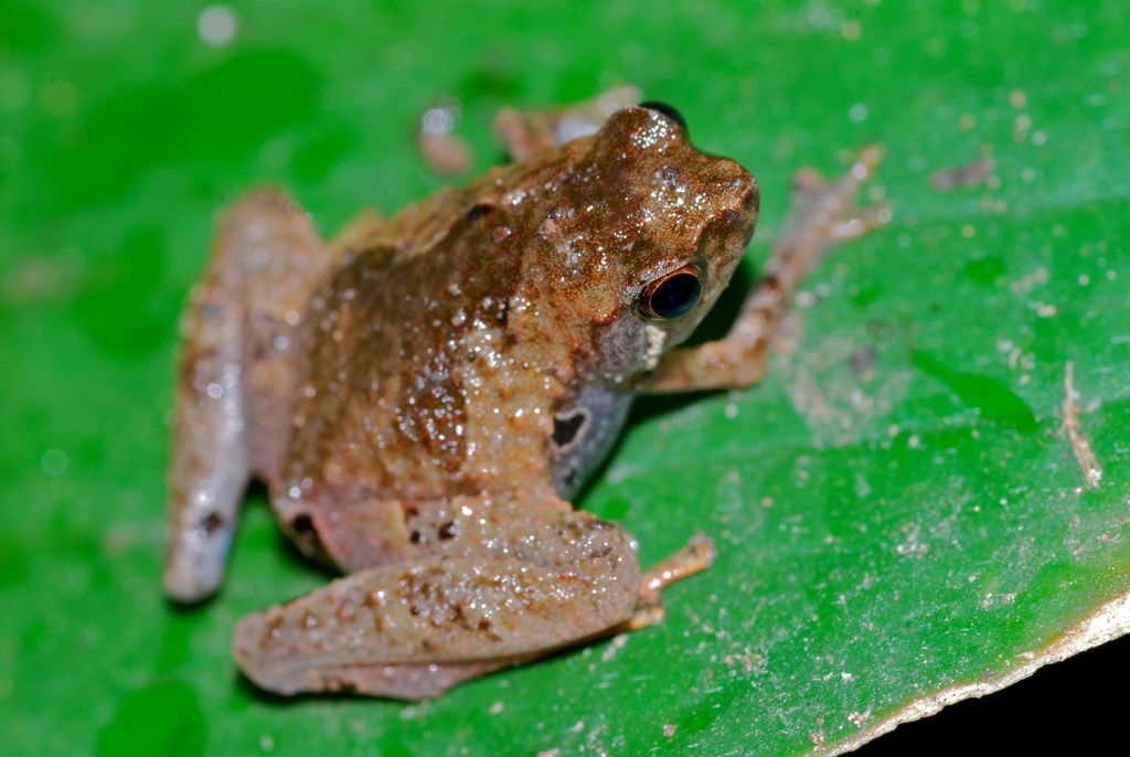 Treehole Frogs
