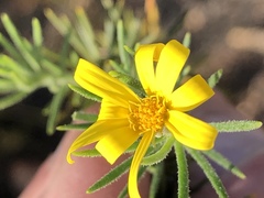 Osteospermum scabrum