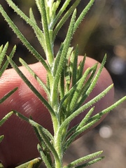 Osteospermum scabrum