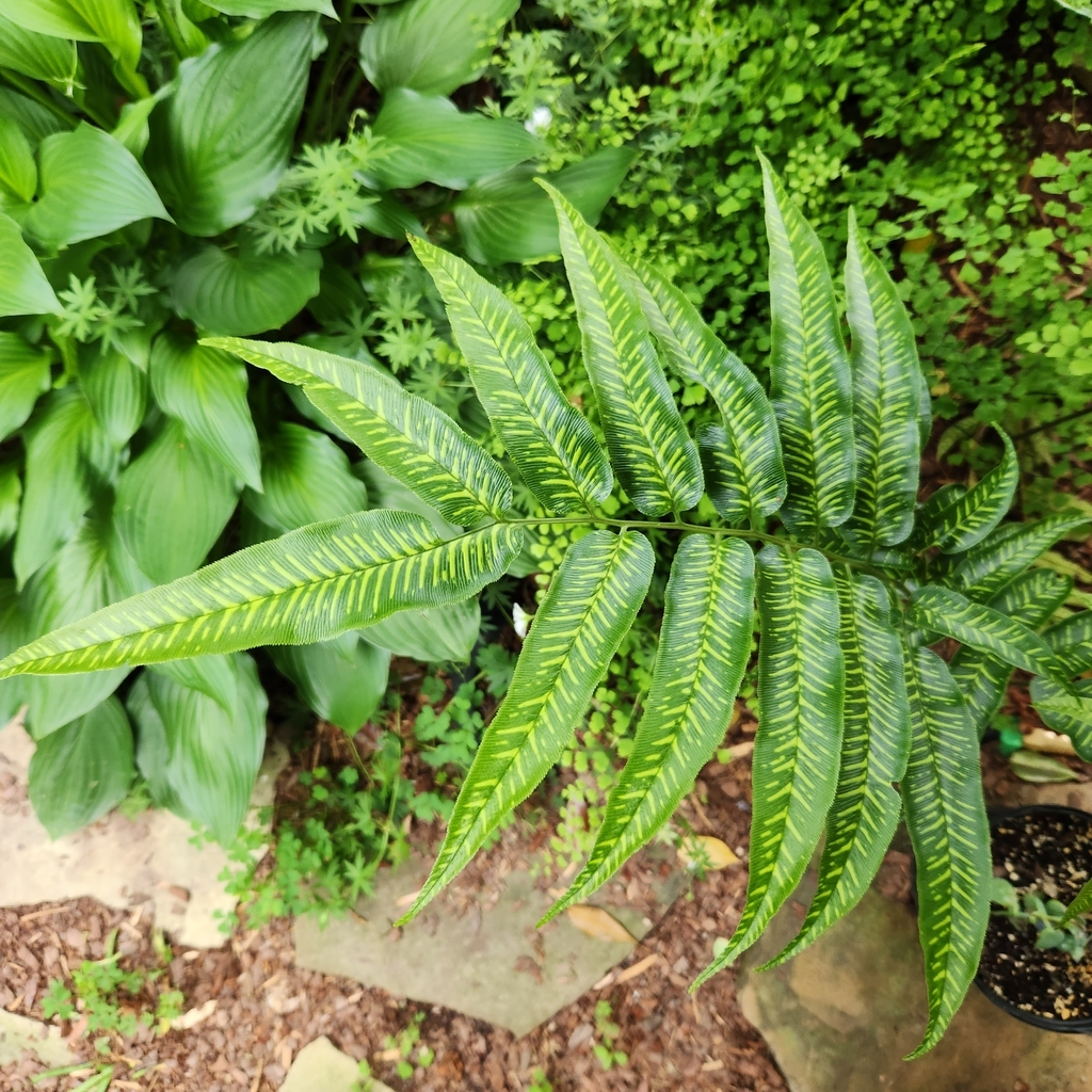 Mount Emei bamboo fern