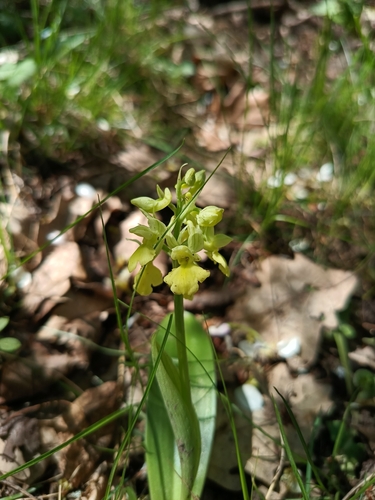 Image of Orchis pallens by (c) Vladimír Fuka, some rights reserved (CC BY)