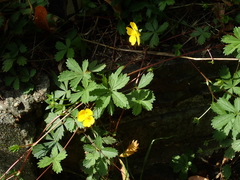 Potentilla reptans