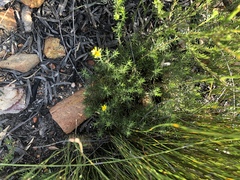 Osteospermum scabrum