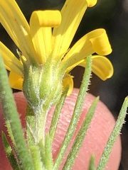 Osteospermum scabrum