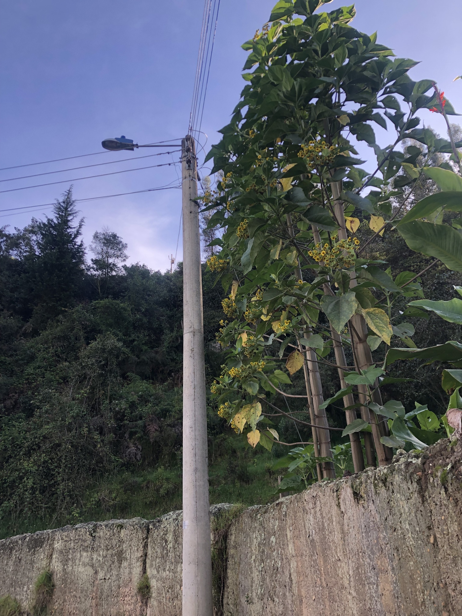 Imagem de Almeirão-de-árvore