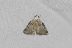 Acrobasis juglandis