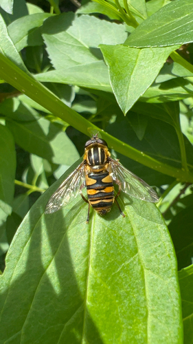 Narrow-headed Marsh Fly photo 6