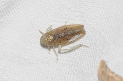 Ponana quadralaba