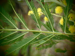 Acacia filicifolia