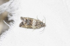 Olethreutes valdanum