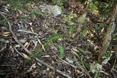 Blechnum punctulatum