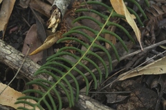 Blechnum punctulatum