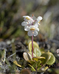Pyrola grandiflora
