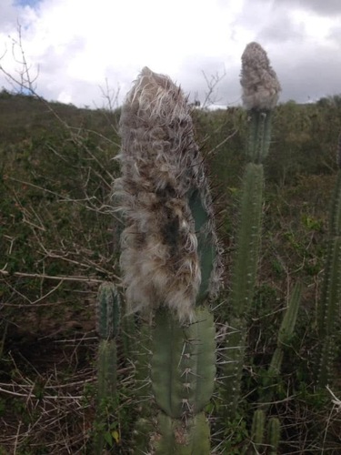 Cereus mortensenii