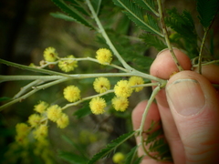 Acacia filicifolia