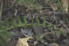 Blechnum punctulatum