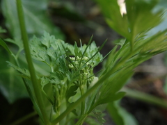 Aethusa cynapium