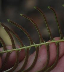 Blechnum punctulatum