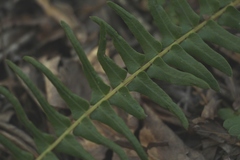 Blechnum punctulatum