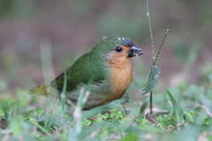 Tawny-Breasted Parrotfinch photo 3