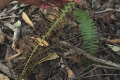 Blechnum punctulatum