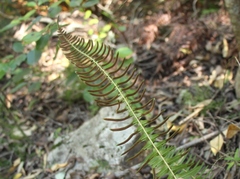 Blechnum punctulatum