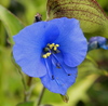 Blue Spiderwort - Photo (c) David Midgley, some rights reserved (CC BY-NC-ND)