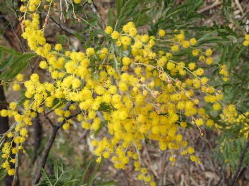 Image of Acacia filicifolia by (c) ronavery, some rights reserved (CC BY)