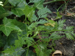 Aethusa cynapium