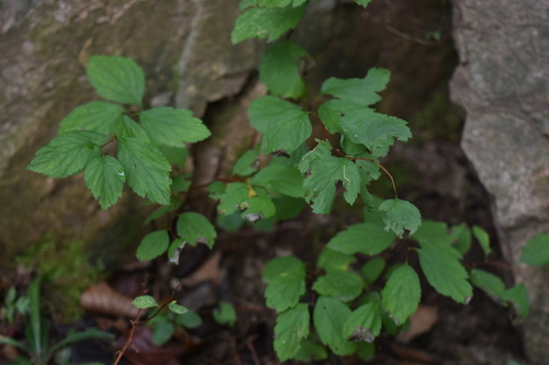 Spiraea fritschiana iNat (2)
