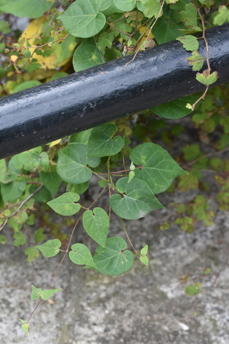 Cynanchum wilfordii iNat (2)
