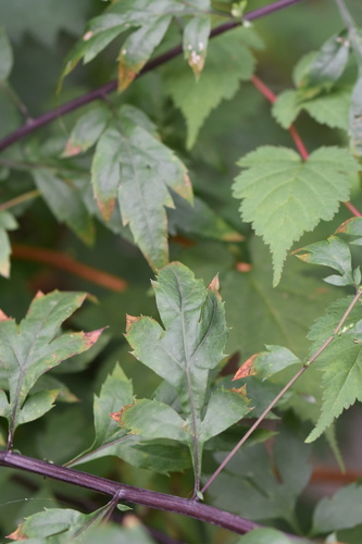 Artemisia stolonifera iNat (1)