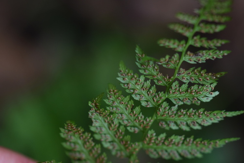 Athyrium yokoscense iNat (3)