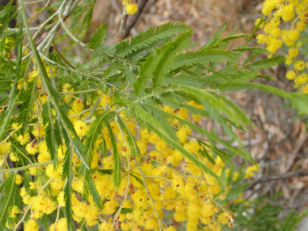 Fern-leaved Wattle