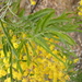 Fern-leaved Wattle - Photo (c) ronavery, some rights reserved (CC BY), uploaded by ronavery