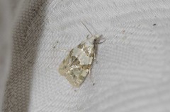 Aethes argentilimitana