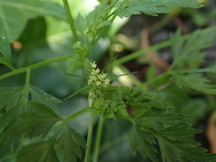 Aethusa cynapium