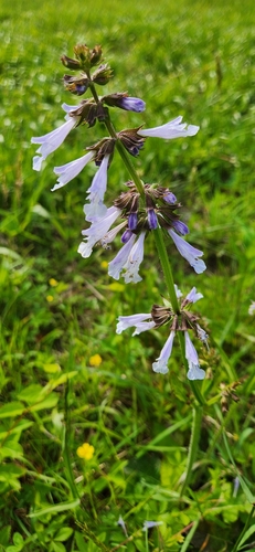 Salvia lyrata