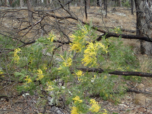 Image of Acacia filicifolia by (c) ronavery, some rights reserved (CC BY)