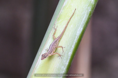 Anolis sabanus