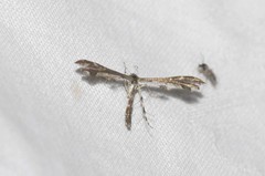 Geina tenuidactylus